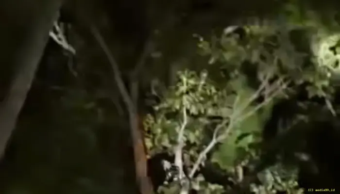 Tiga Bocah Hilang Saat Cari Ikan di Banyuwangi, Ditemukan Selamat di Balik Semak dan Atas Pohon