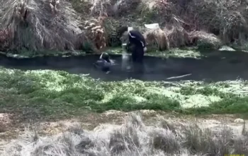 Viral Dua Pemuda Diduga Mandi Pakai Sabun di Mata Air Qolbu Gunung Argopuro Bikin Heboh