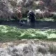 Viral Dua Pemuda Diduga Mandi Pakai Sabun di Mata Air Qolbu Gunung Argopuro Bikin Heboh