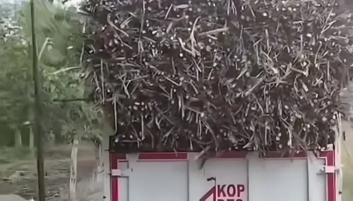 Viral Truk Koperasi Desa Merah Putih di Sragen Dipakai Angkut Tebu, Kodim Langsung Turun Tangan