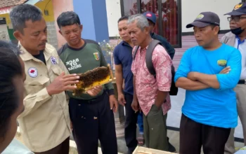 Budidaya Lebah Dikembangkan di Penyangga Way Kambas, Dorong Ekonomi dan Ekologi