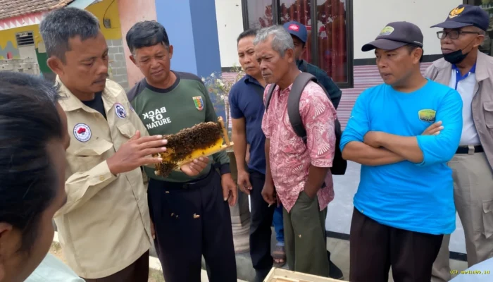 Budidaya Lebah Dikembangkan di Penyangga Way Kambas, Dorong Ekonomi dan Ekologi