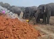 Gajah Sumatera Way Kambas Menuju Hidup Tanpa Rantai, Tim Thailand Beri Pendampingan 9 Gajah Sumatera Way Kambas Dipersiapkan Hidup Tanpa Rantai, Tim Thailand Bantu Konservasi