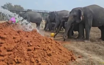 Gajah Sumatera Way Kambas Menuju Hidup Tanpa Rantai, Tim Thailand Beri Pendampingan 2 Gajah Sumatera Way Kambas Dipersiapkan Hidup Tanpa Rantai, Tim Thailand Bantu Konservasi