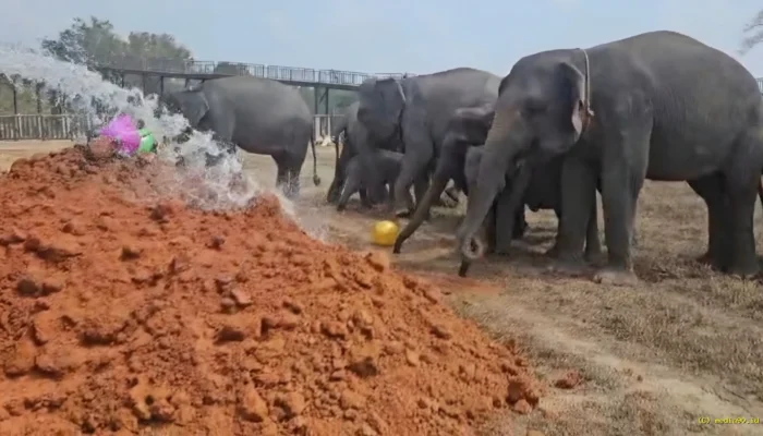 Gajah Sumatera Way Kambas Menuju Hidup Tanpa Rantai, Tim Thailand Beri Pendampingan