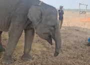 Belalai Tak Lagi Utuh, Kisah Sukowiyono Setia Merawat Gajah Erin di Way Kambas 9 Kisah Sukowiyono dan Gajah Erin di Way Kambas, Bertahan dengan Belalai yang Tak Lagi Utuh