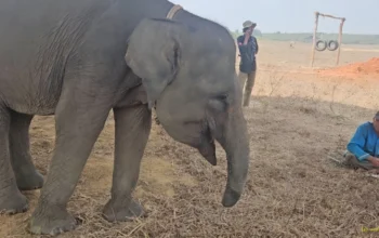 Belalai Tak Lagi Utuh, Kisah Sukowiyono Setia Merawat Gajah Erin di Way Kambas 2 Kisah Sukowiyono dan Gajah Erin di Way Kambas, Bertahan dengan Belalai yang Tak Lagi Utuh