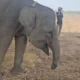Belalai Tak Lagi Utuh, Kisah Sukowiyono Setia Merawat Gajah Erin di Way Kambas