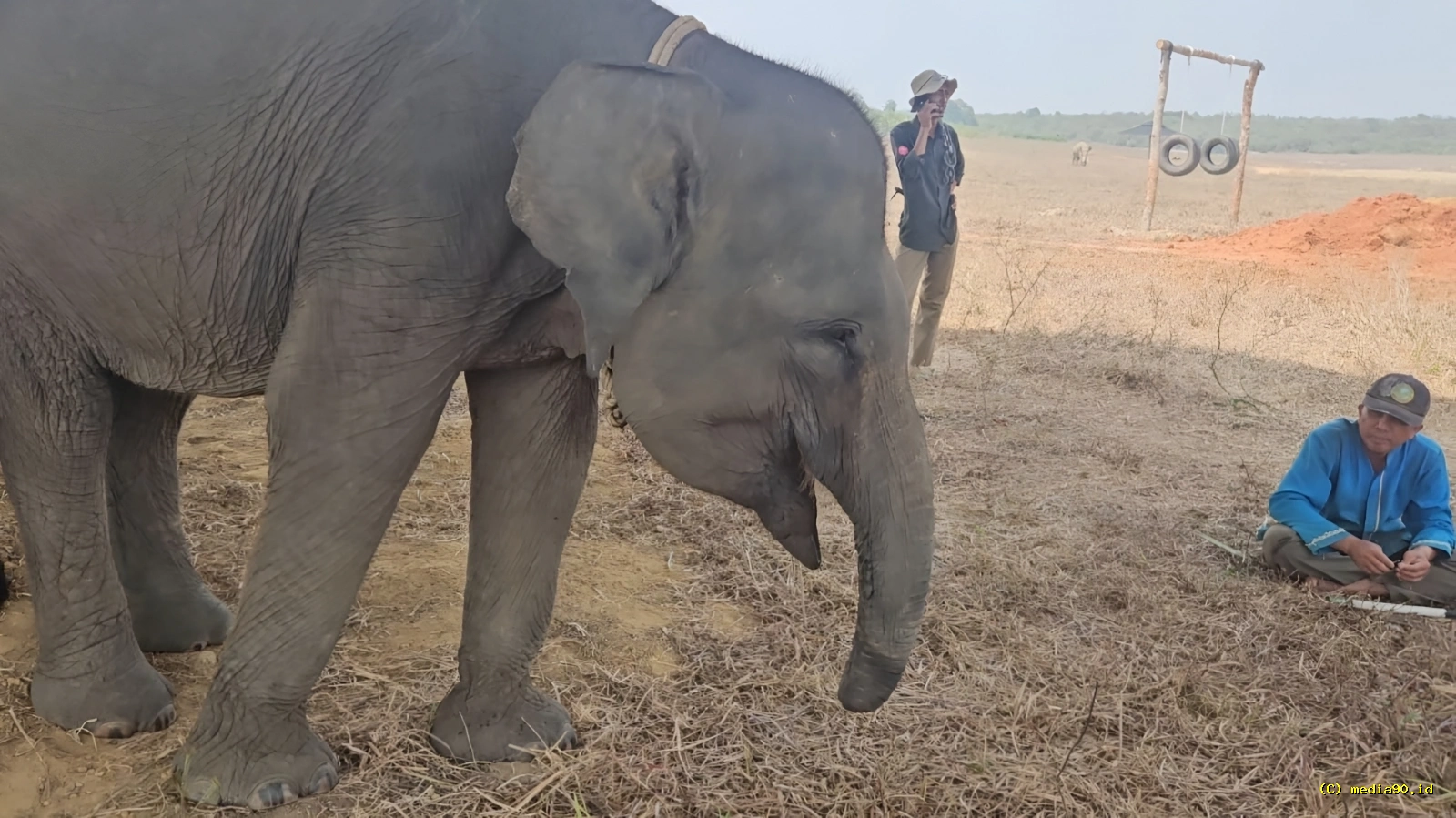 Kisah Sukowiyono dan Gajah Erin di Way Kambas, Bertahan dengan Belalai yang Tak Lagi Utuh